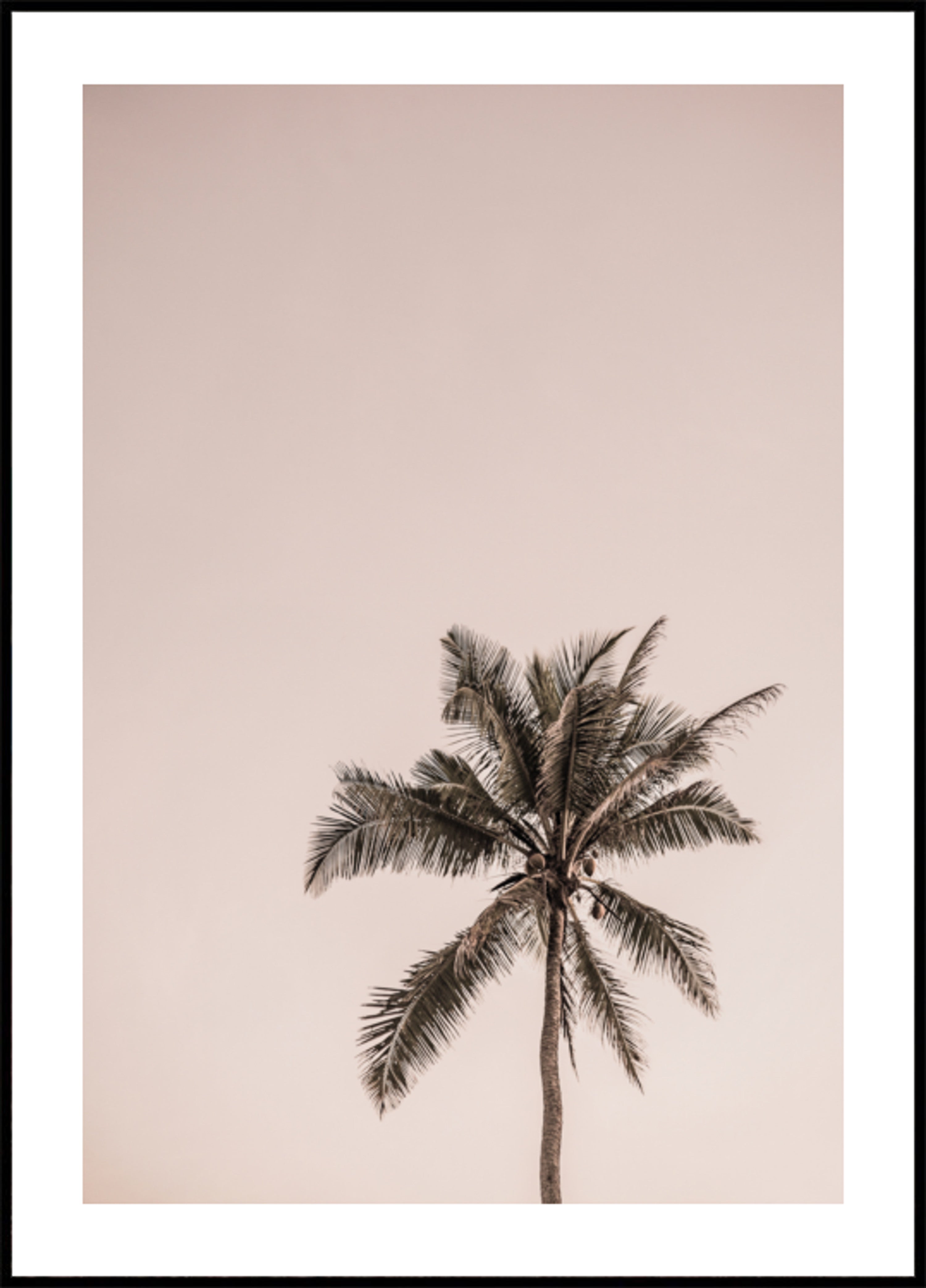 Růžová Palm Serenity