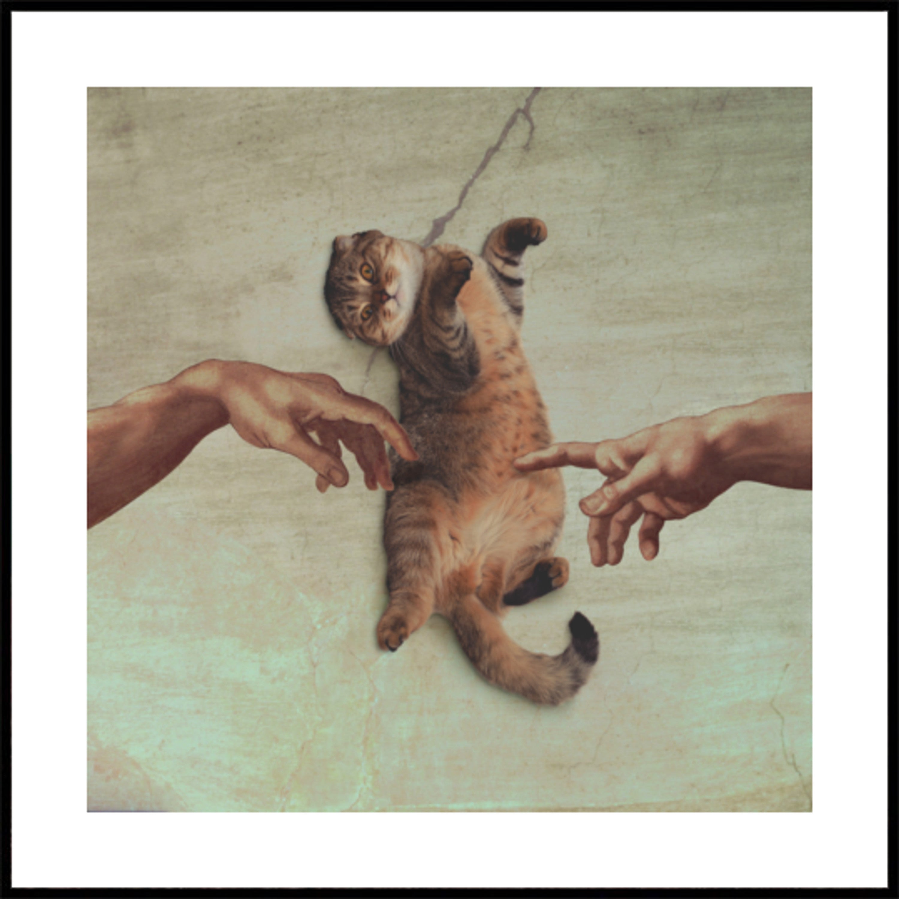 Stvoření Cat