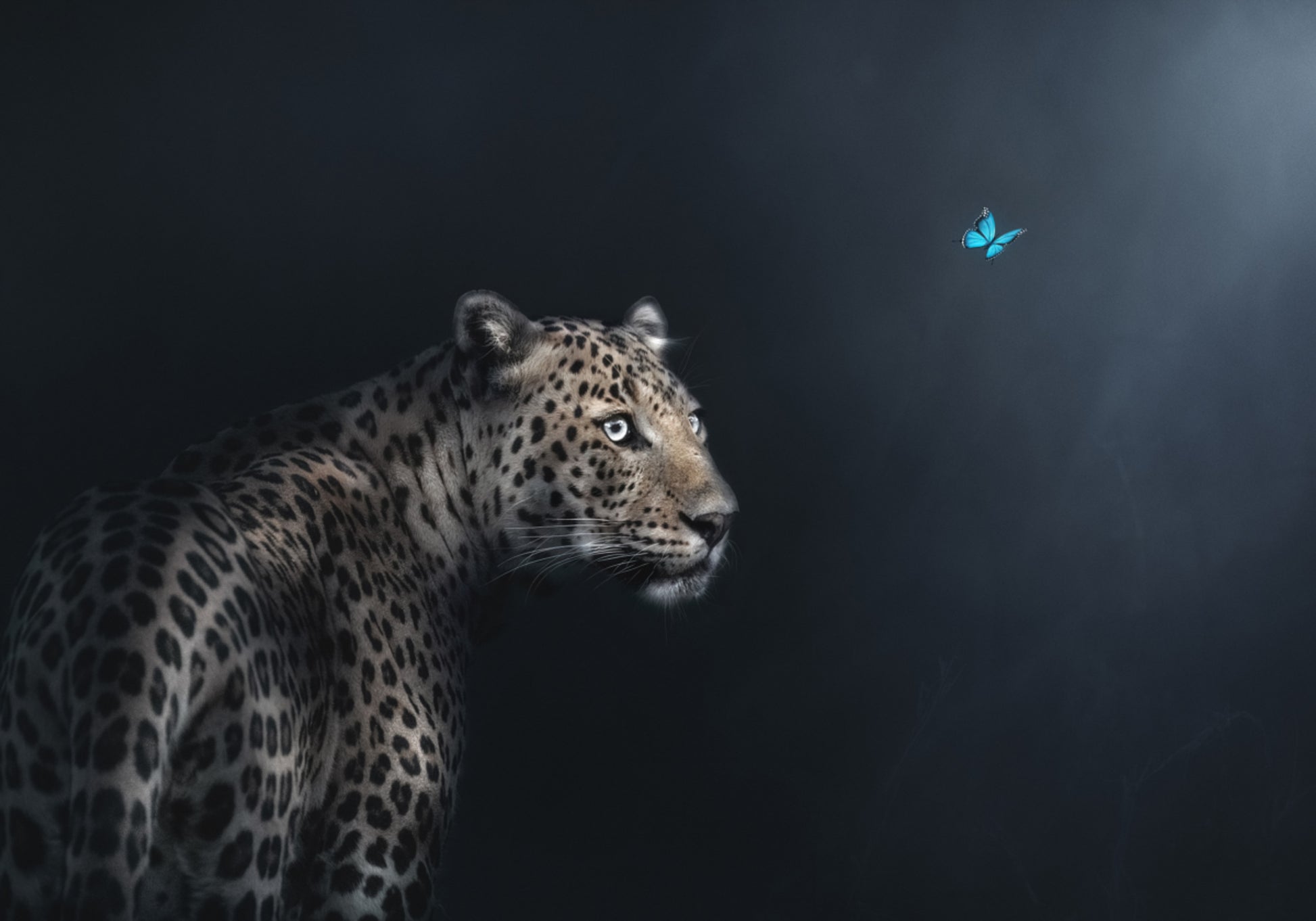 Gáza leopardího motýla
