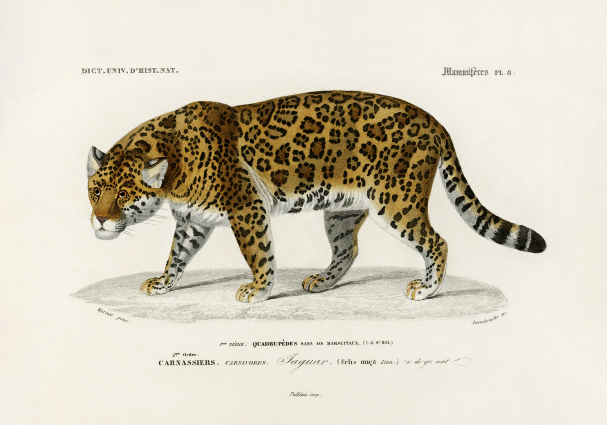 Jaguár (Panthera Onca)