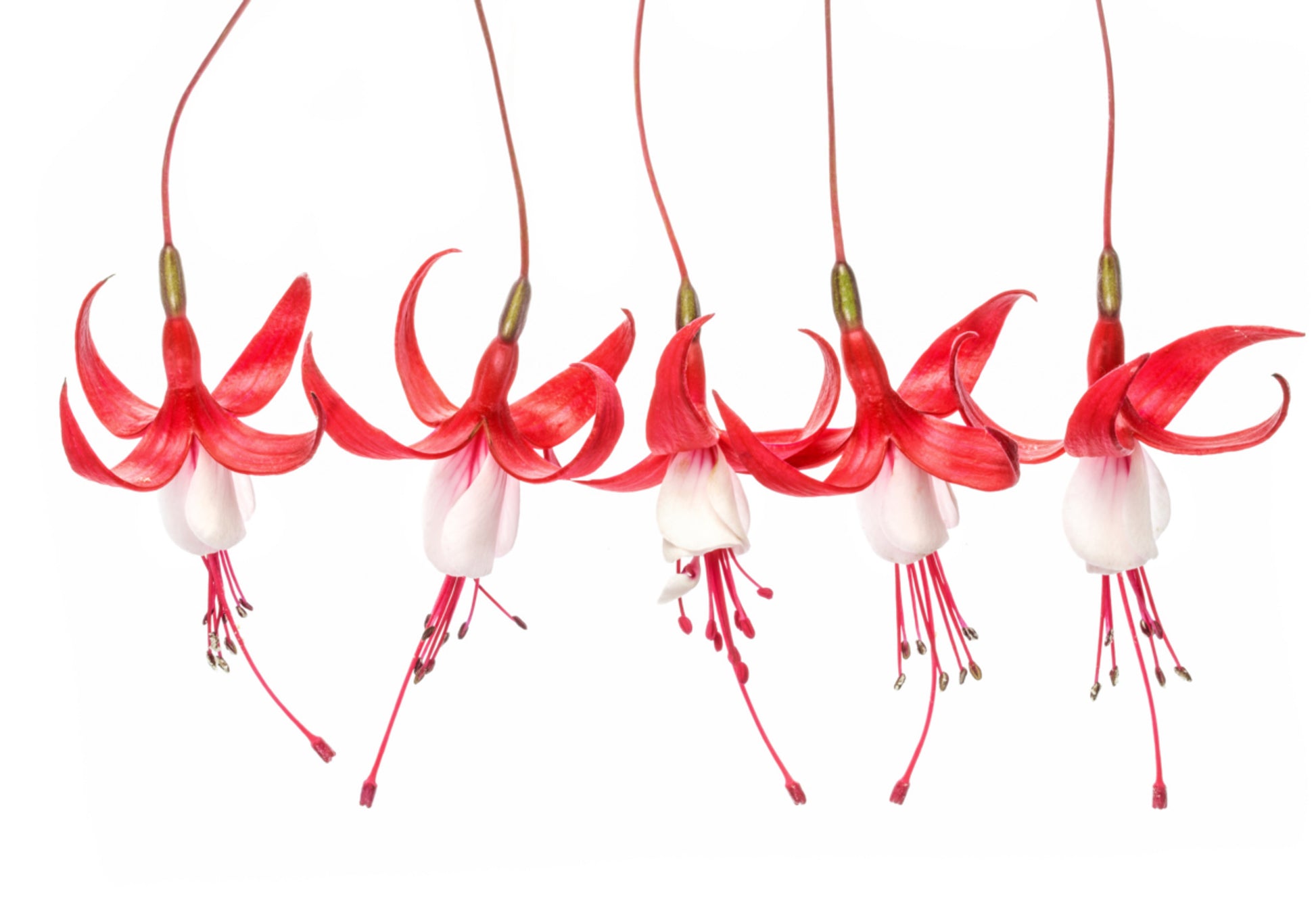Fuchsie