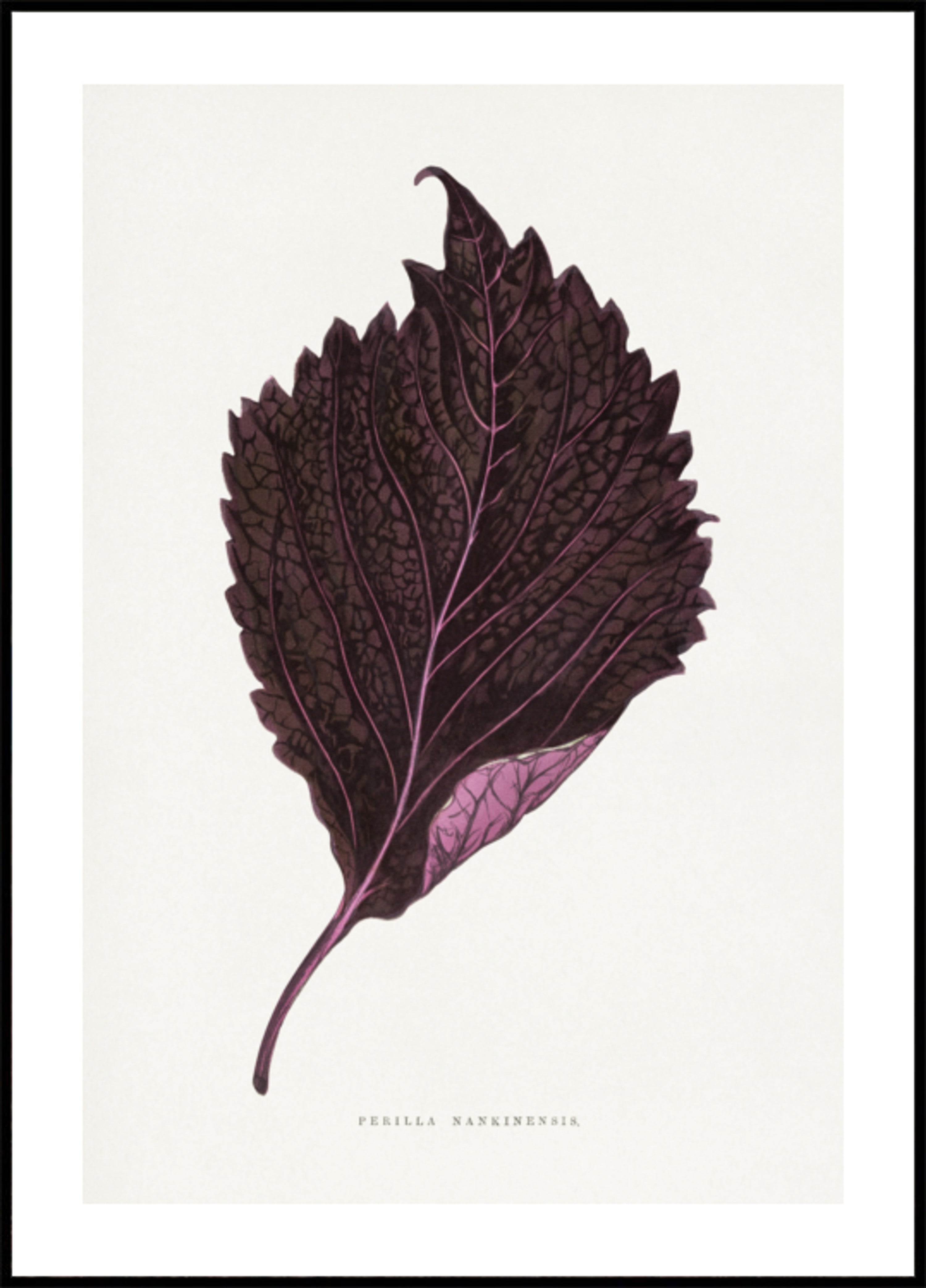 Pink Perilla Nankinensis Leaf Ilustrace