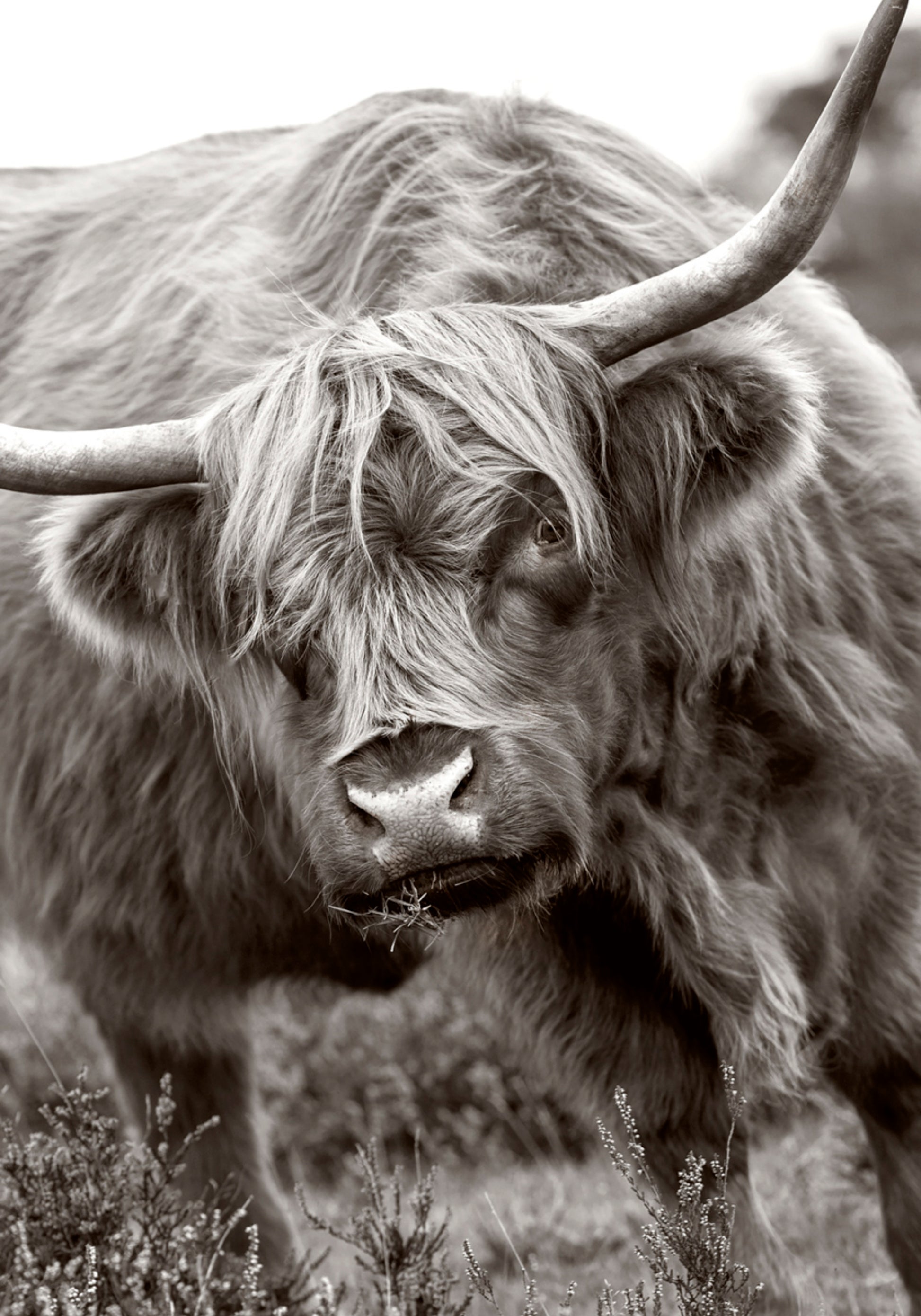 Majestátní Highland Cow