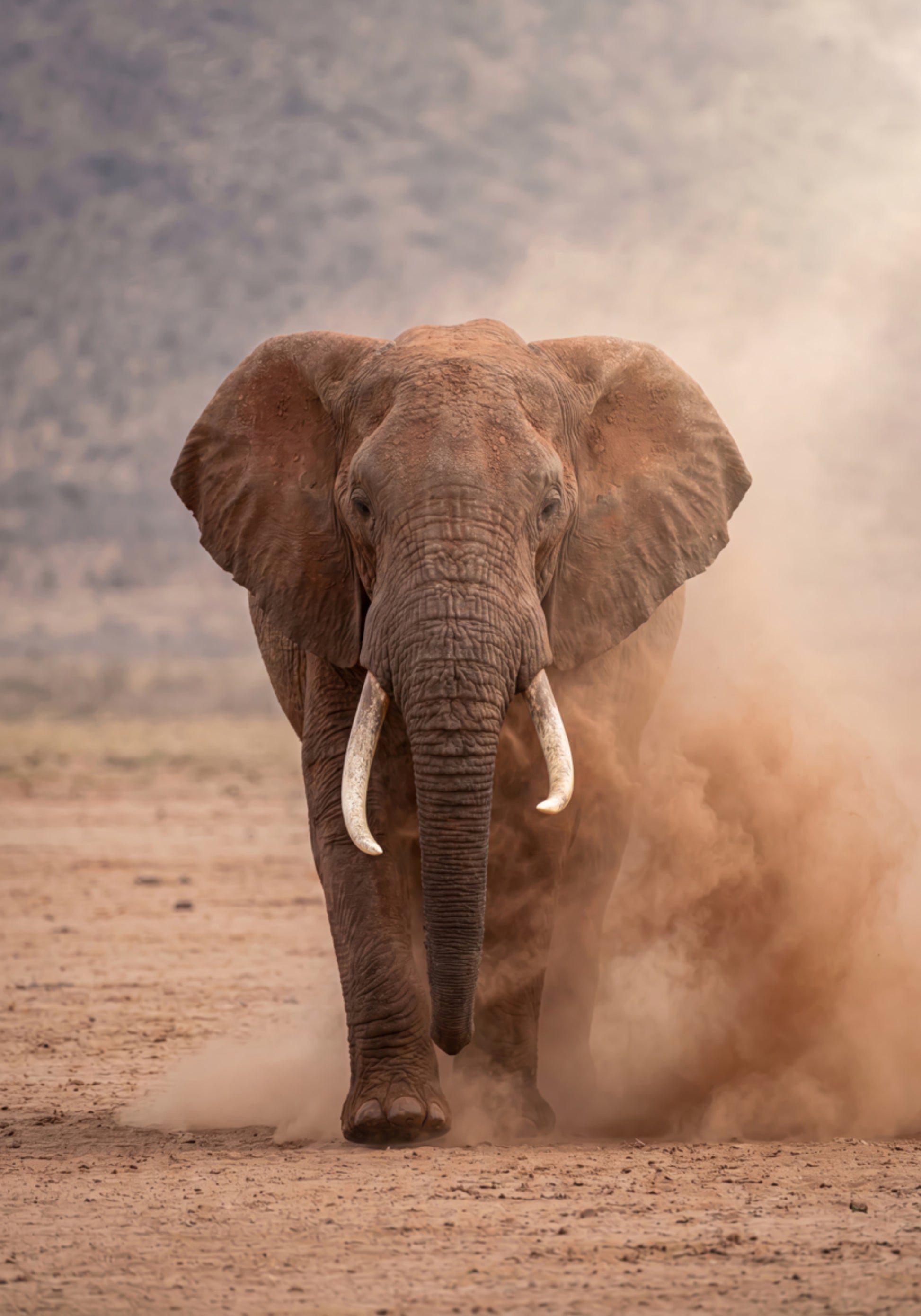 Výkonný Dusty Elephant