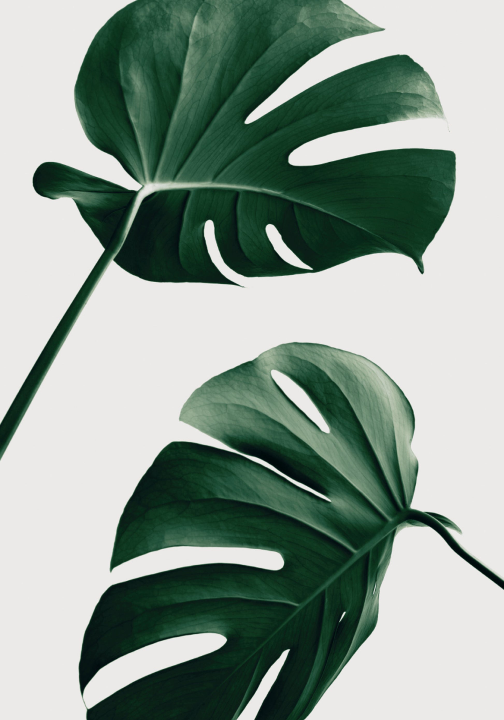 Tropické Monstera Listy