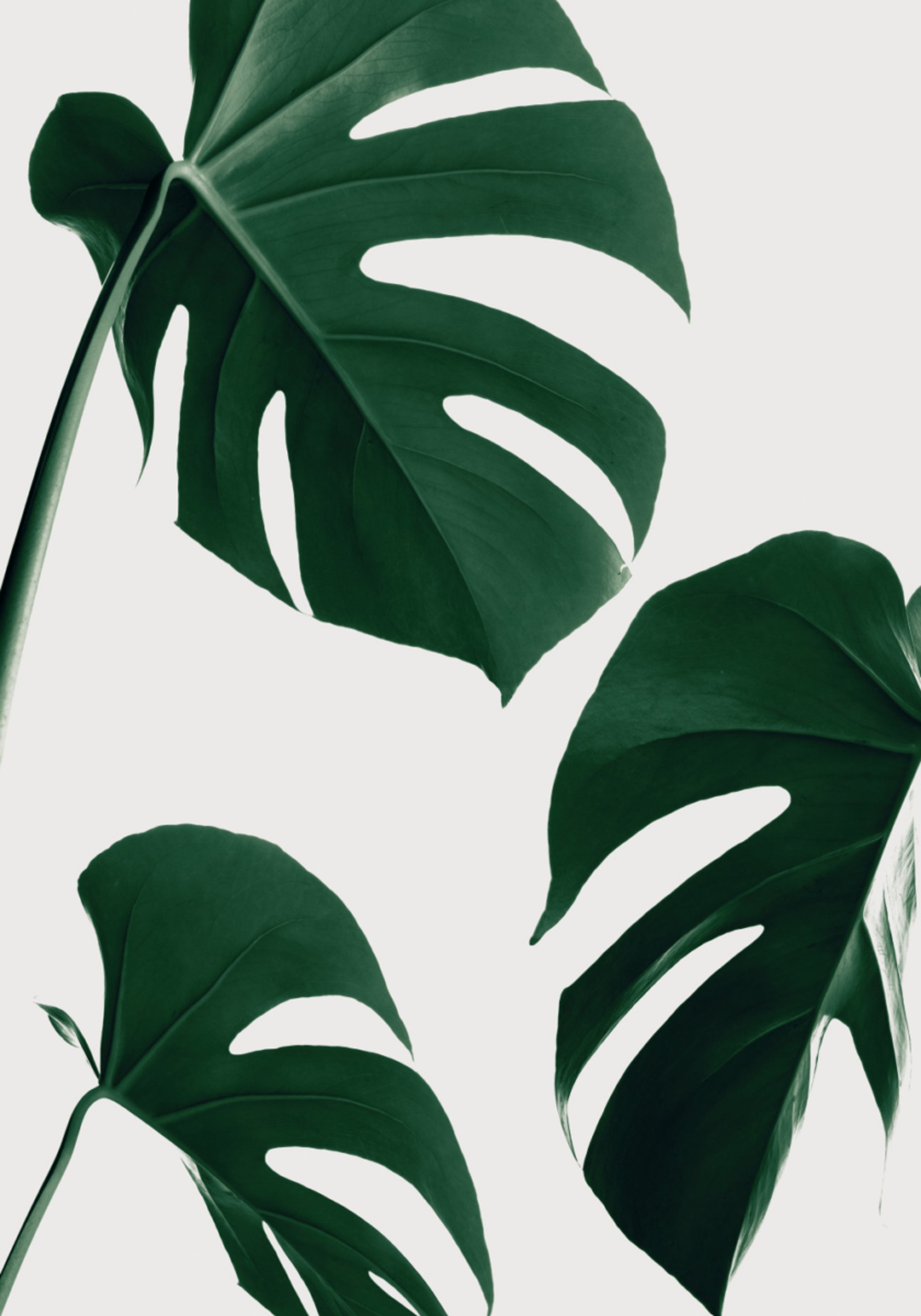 Čerstvé zelené listy Monstera