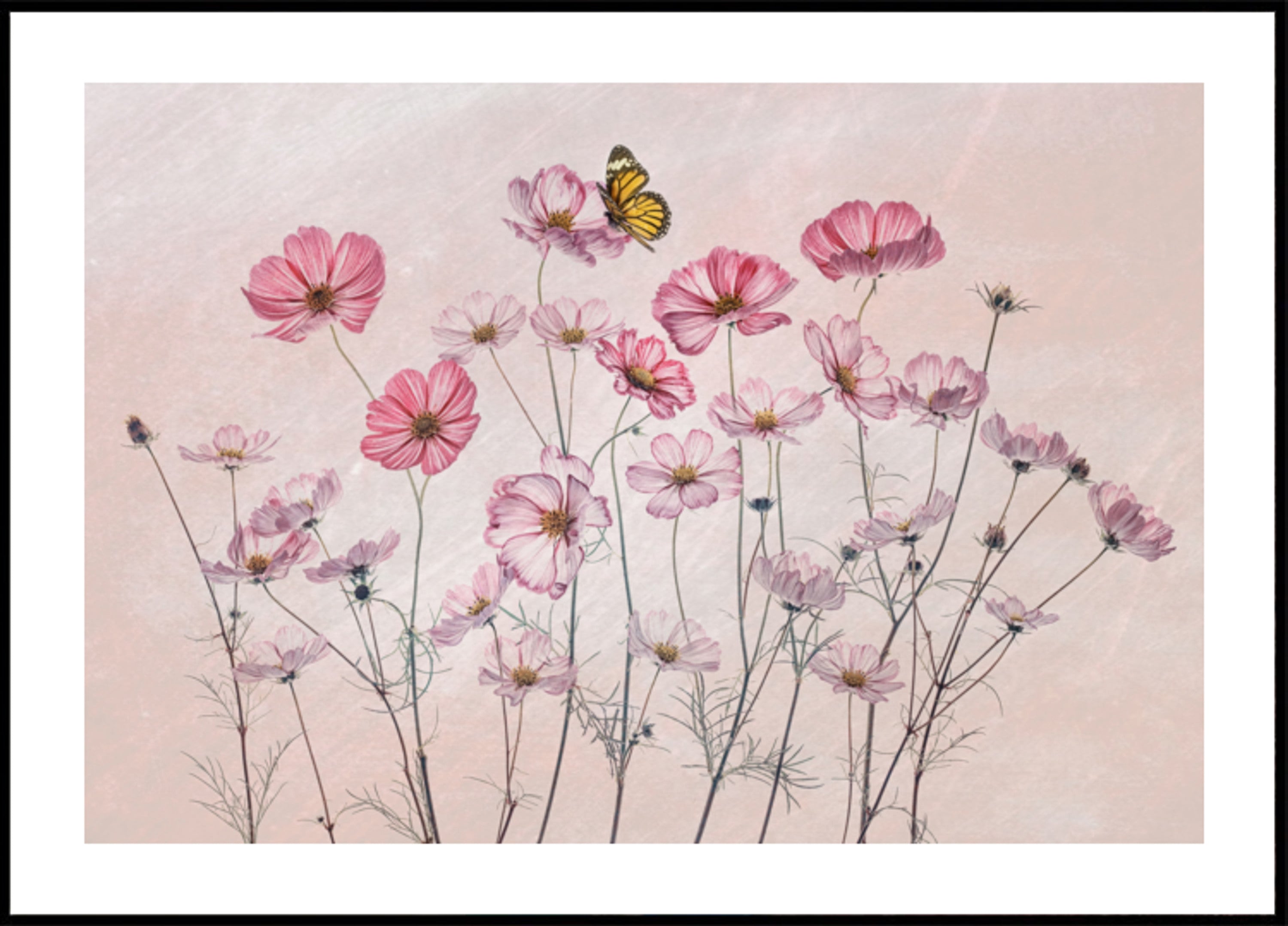 Růžový Cosmos Butterfly