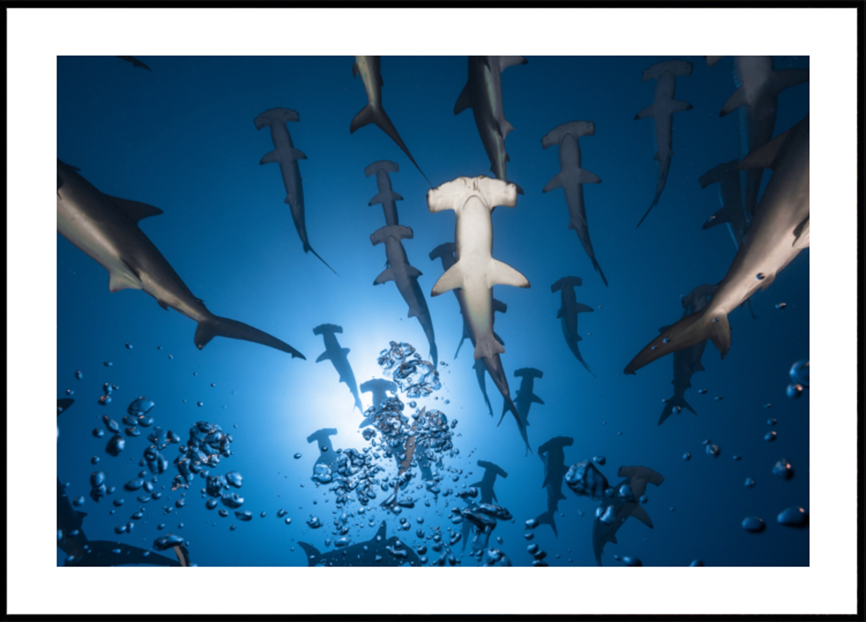 Hammerhead School pod vodou