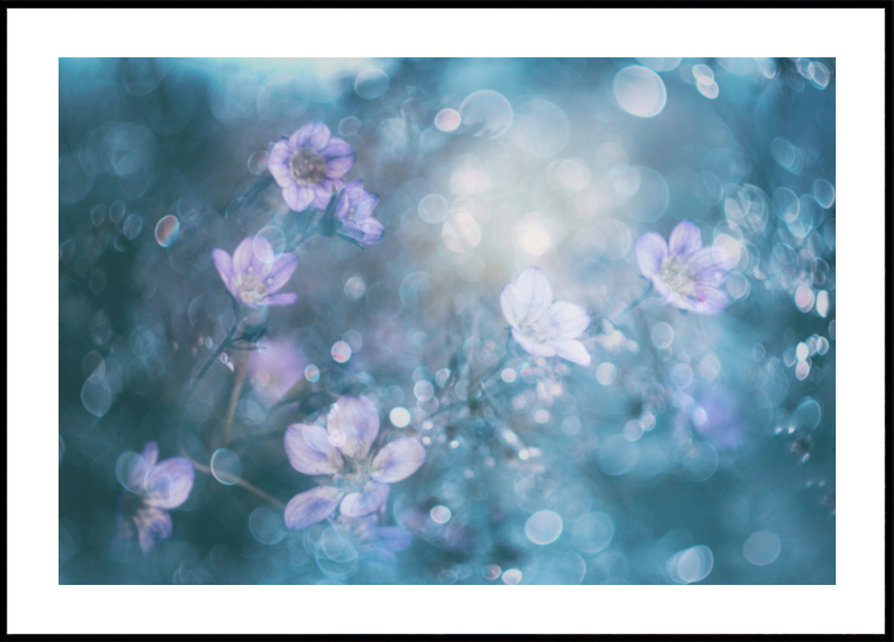 Snové Bokeh Květiny