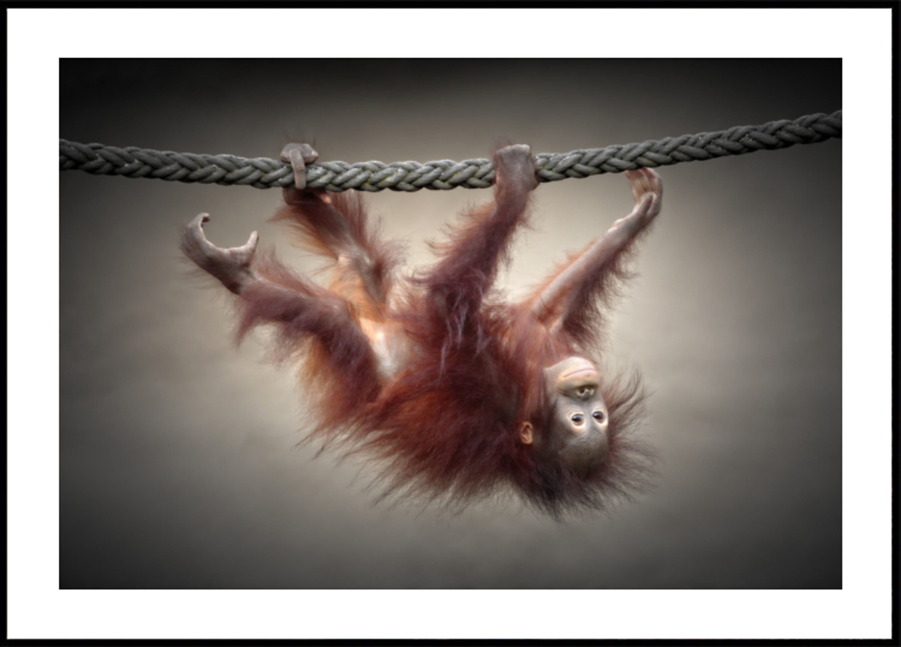 Hravé mládě orangutana