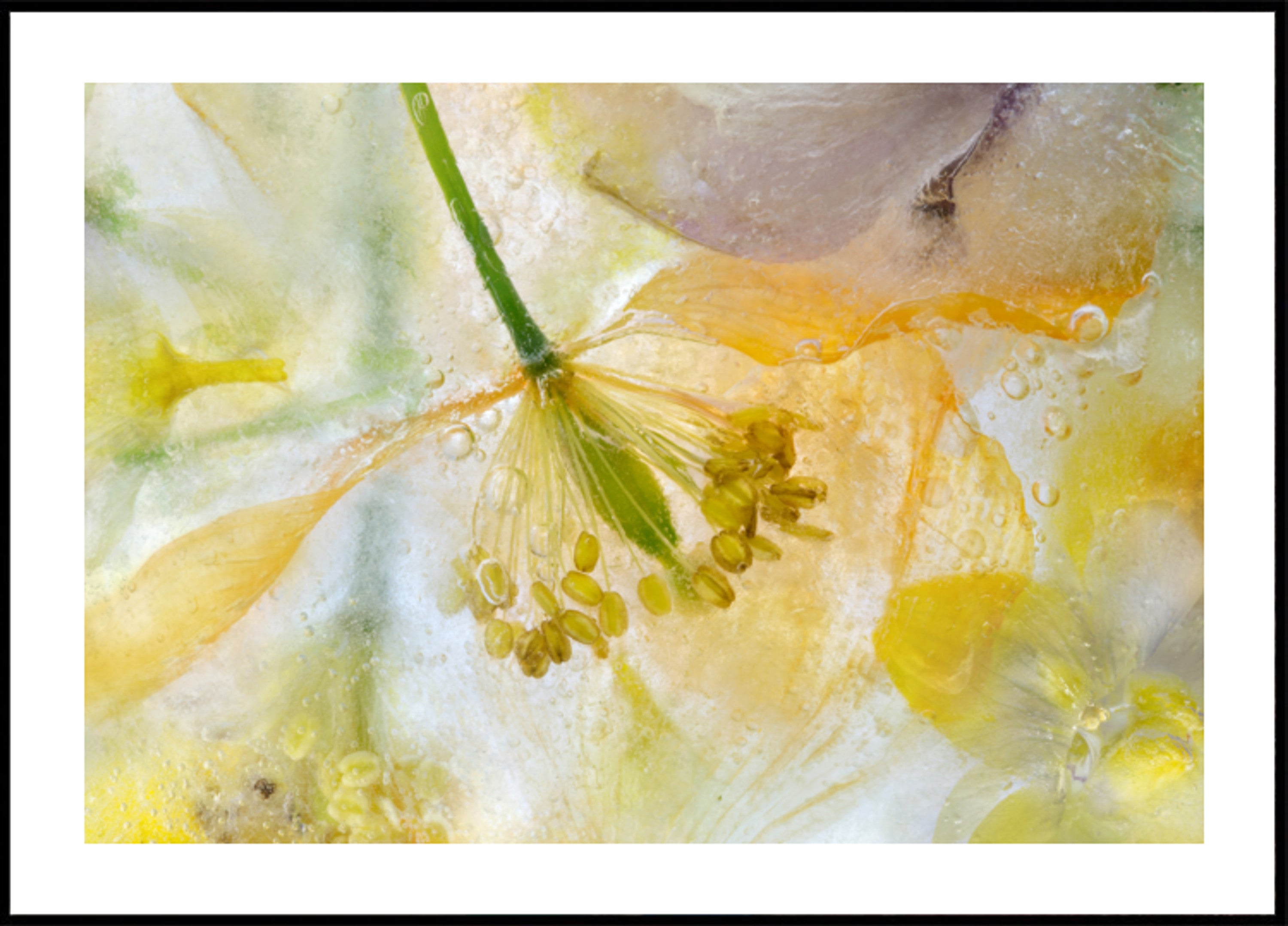 Poppy Ice