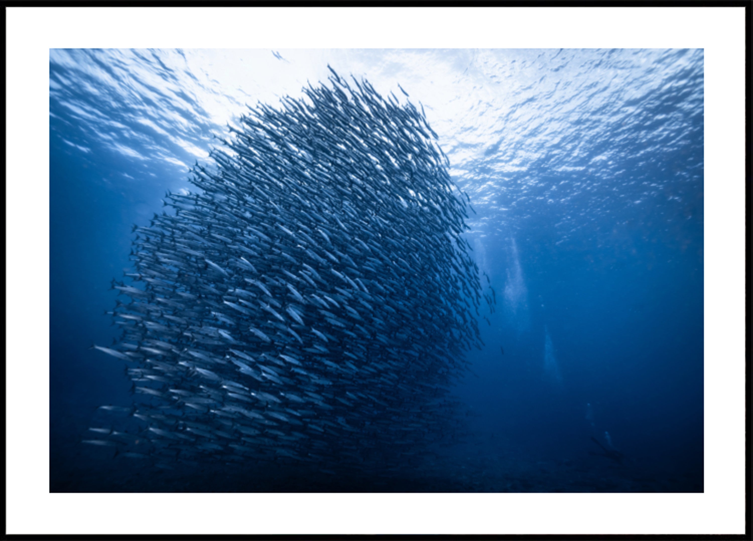 Škola Deep Blue Fish