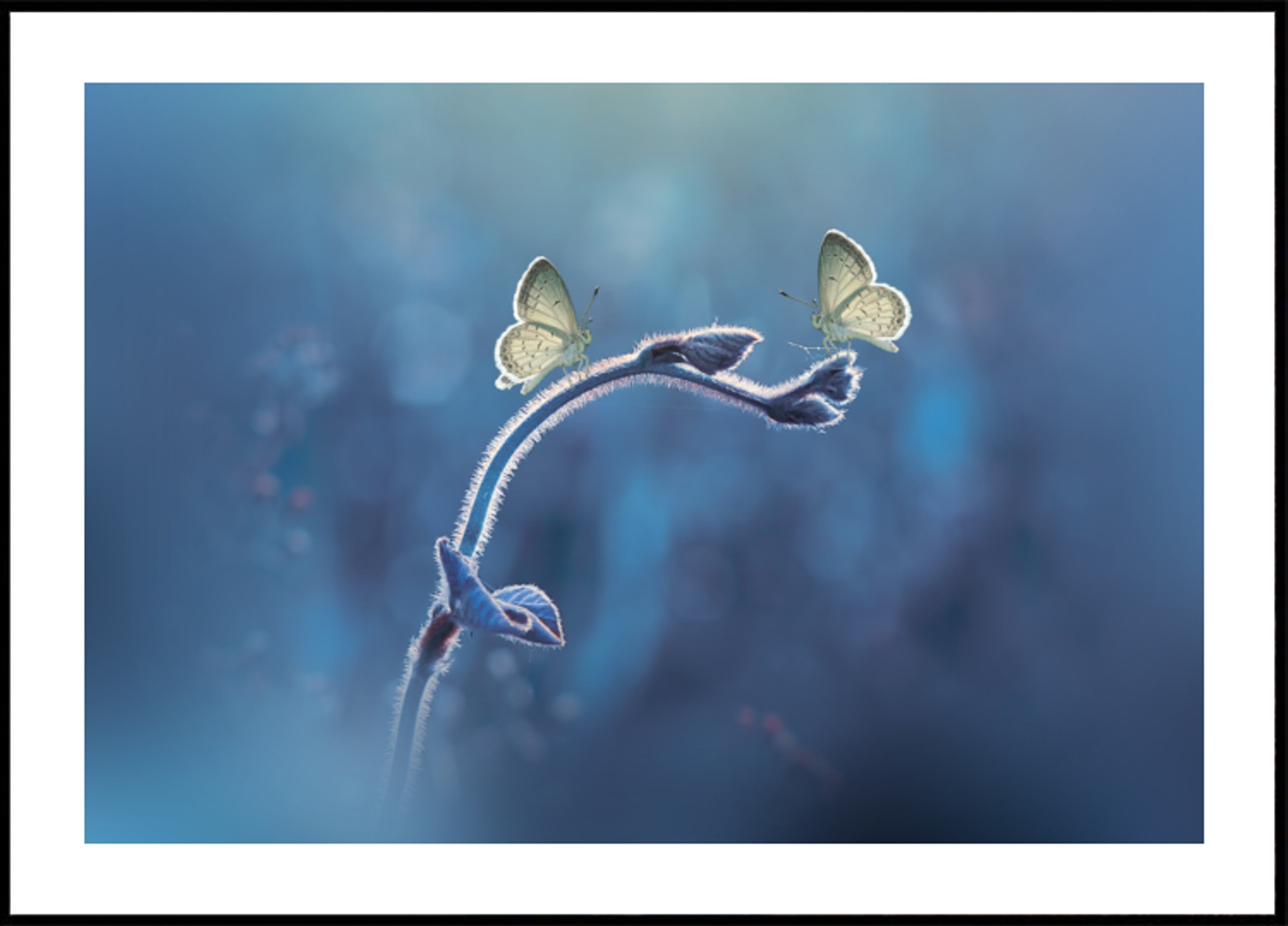 Delikátní Butterfly Duo