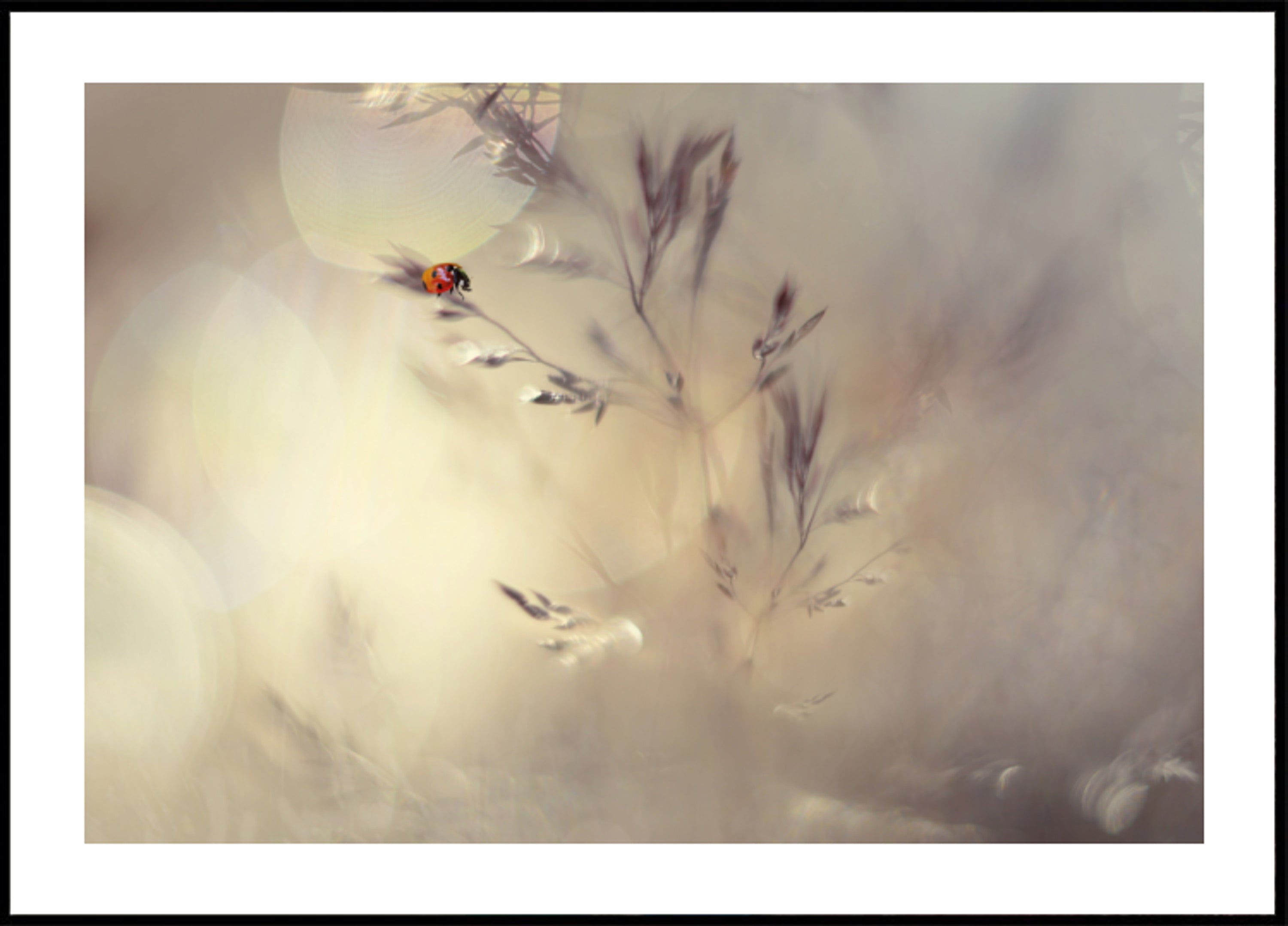 Zasněný Bokeh Beruška