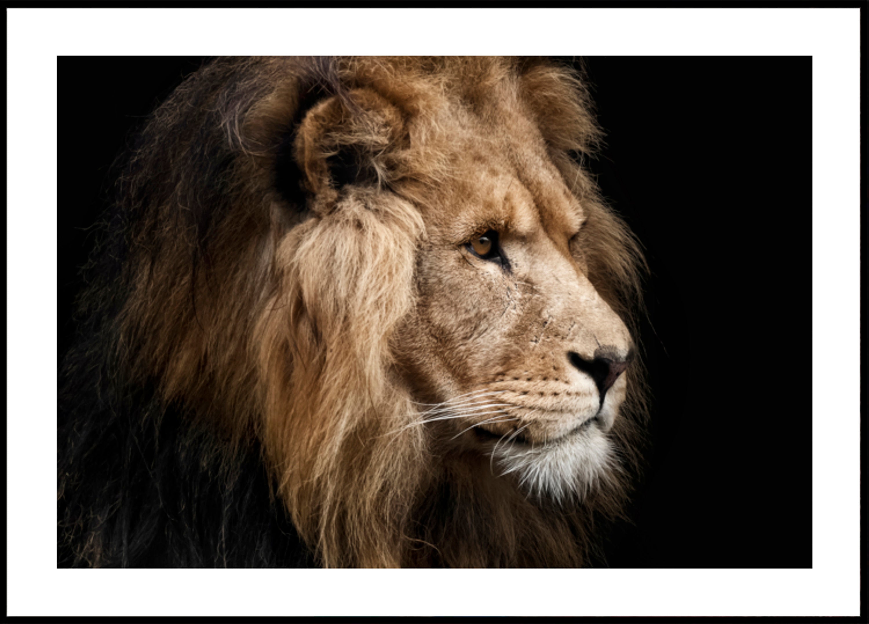 Majestátní profil lva