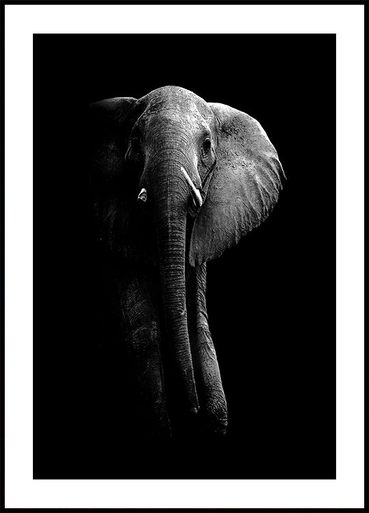 Elephant! - Posterbox